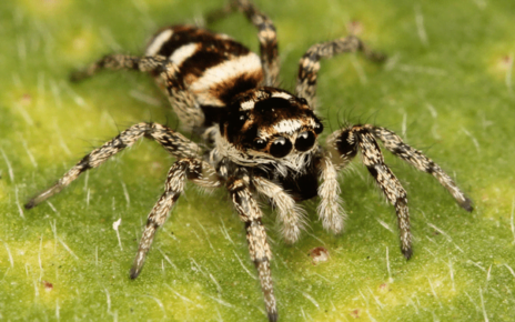Facts about Spiders