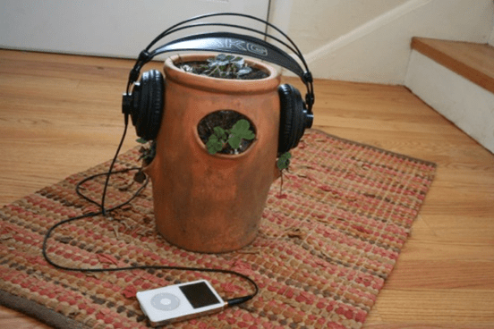 Listening Music on Plants