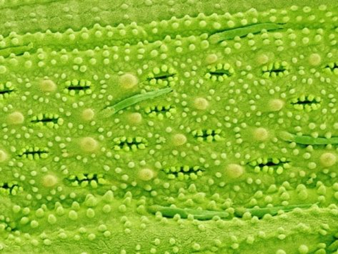 Audible sound frequency opens the leaf stomata