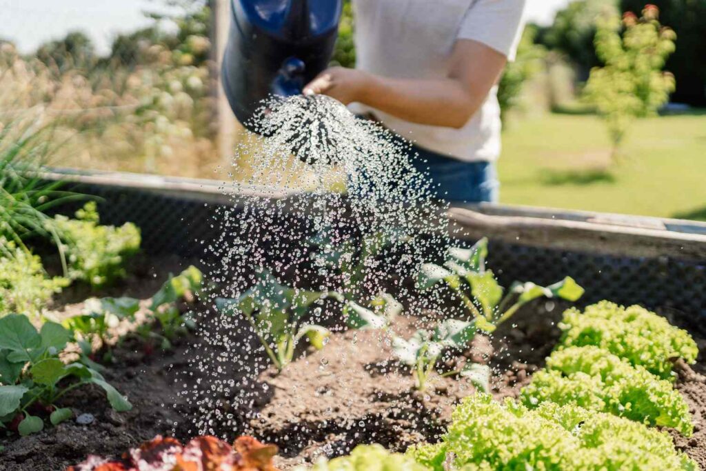 close up of a women watering vegetables in a raised bed 1407277094 c63fd1ff0a21406ebf17c51ac6c6f2d1