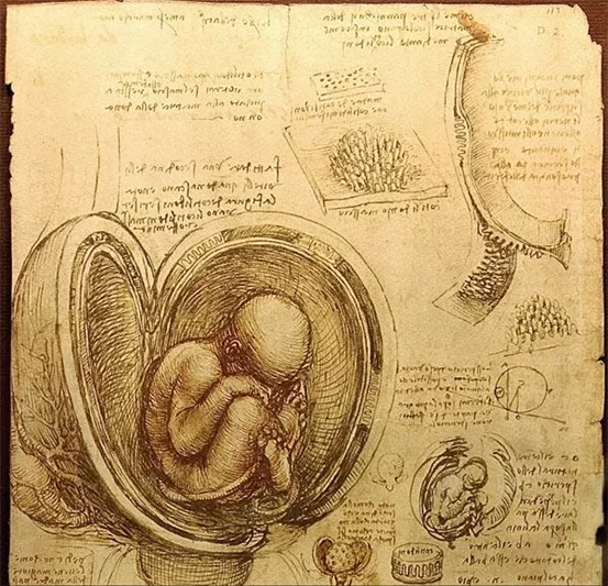 foetus in the womb by Leonardo da Vinci