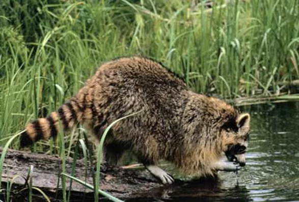 Raccoons “Wash” Their Food Before Eating