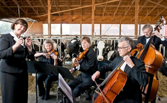 Cows love their music