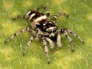 Read more about the article Top 10 Unknown Facts about Spiders