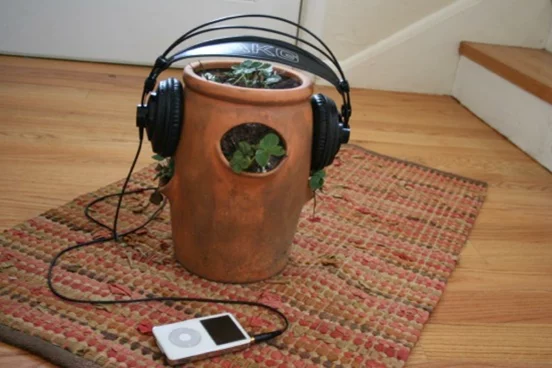 You are currently viewing Top 10 Effects of Listening Music on Plants
