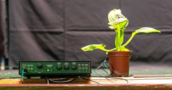Plants enjoy music thanks to their sensory perception