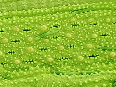 Audible sound frequency opens the leaf stomata