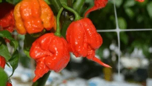 Read more about the article Top 10 Hottest Chillies in the World