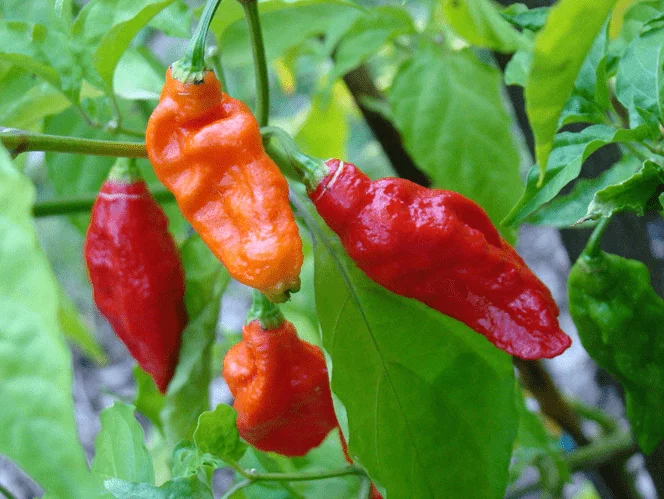 Ghost pepper (Bhut Jolokia), 1,041,427 SHU