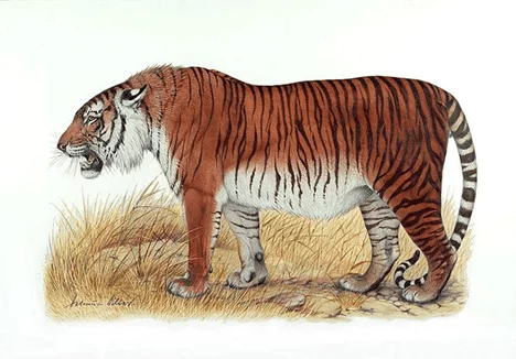 The Caspian Tiger