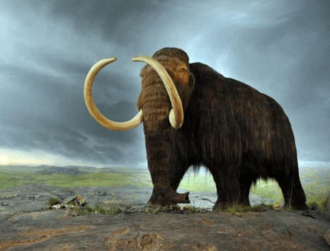 Wooly Mammoth