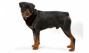 Read more about the article Top 10 Reasons the American Rottweiler is the Best