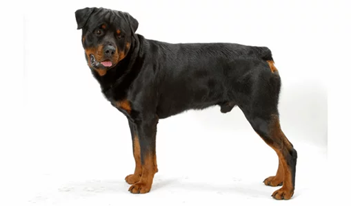 You are currently viewing Top 10 Reasons the American Rottweiler is the Best