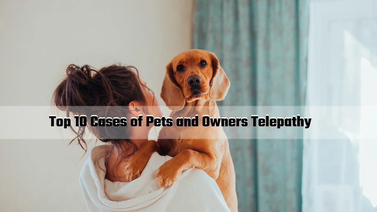 You are currently viewing Top 10 Cases of Pets and Owners Telepathy