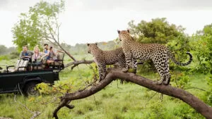 Read more about the article Top 10 Safaris In Africa