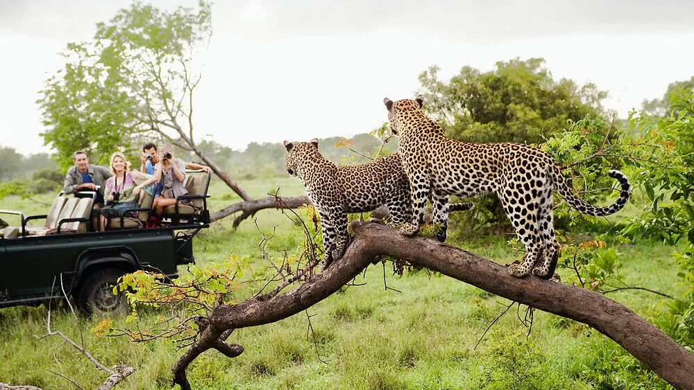You are currently viewing Top 10 Safaris In Africa