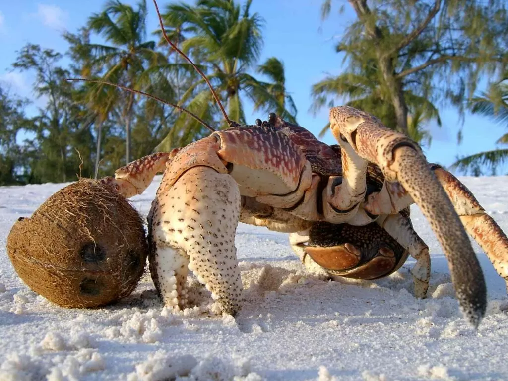 5 Coconut Crab