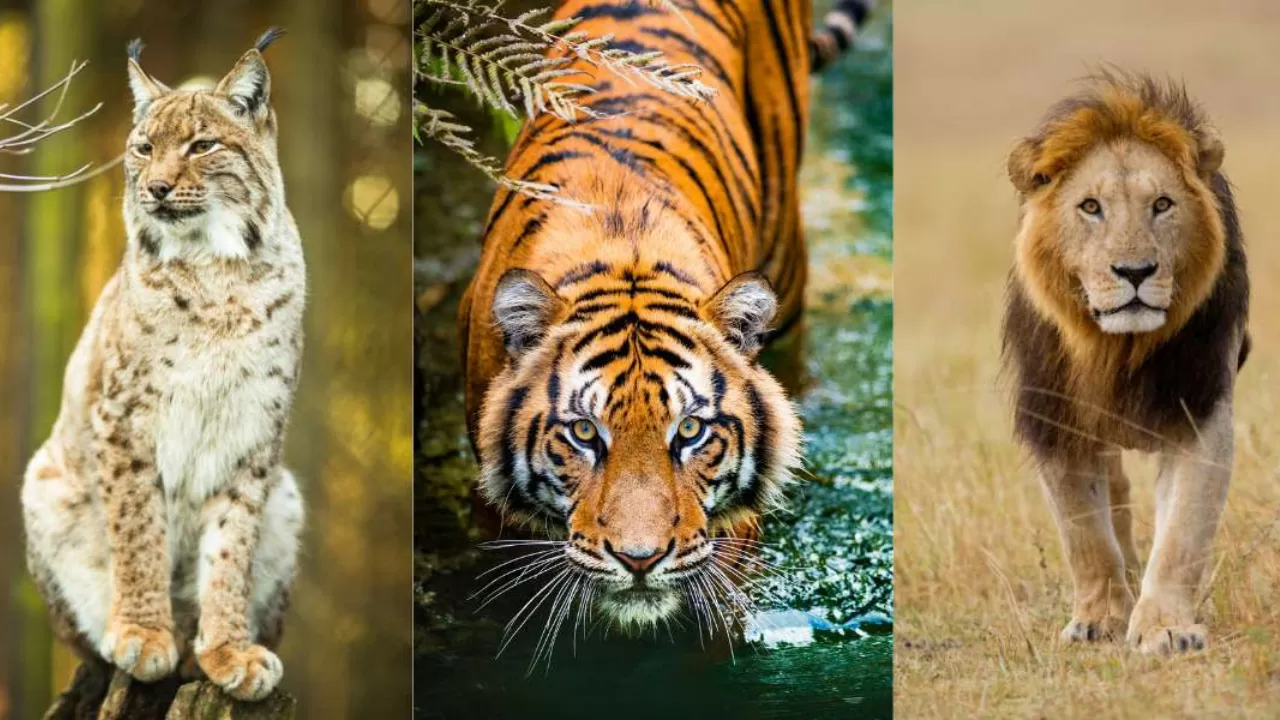 You are currently viewing 10 Most Magnificent Big Cats In The Wild