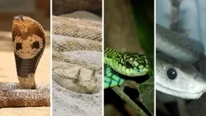 Read more about the article 10 Most Dangerous Snakes Which Should Be Avoided