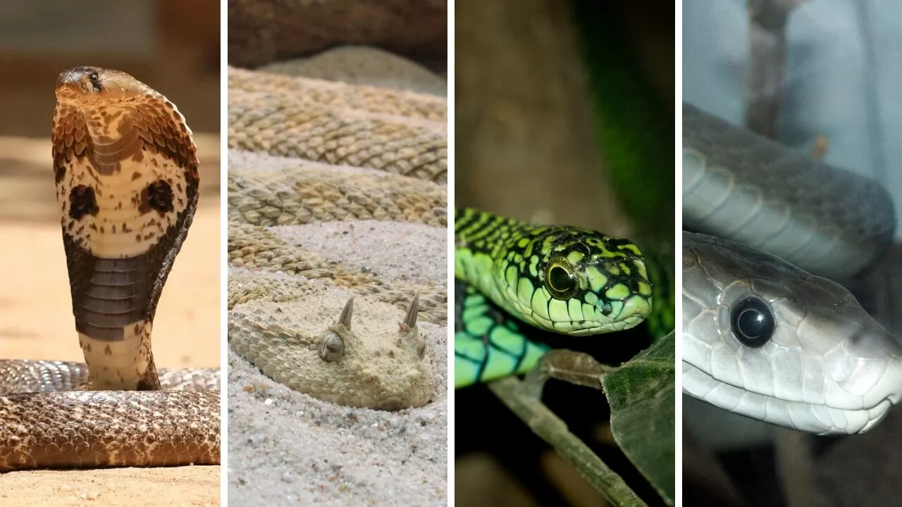 You are currently viewing 10 Most Dangerous Snakes Which Should Be Avoided