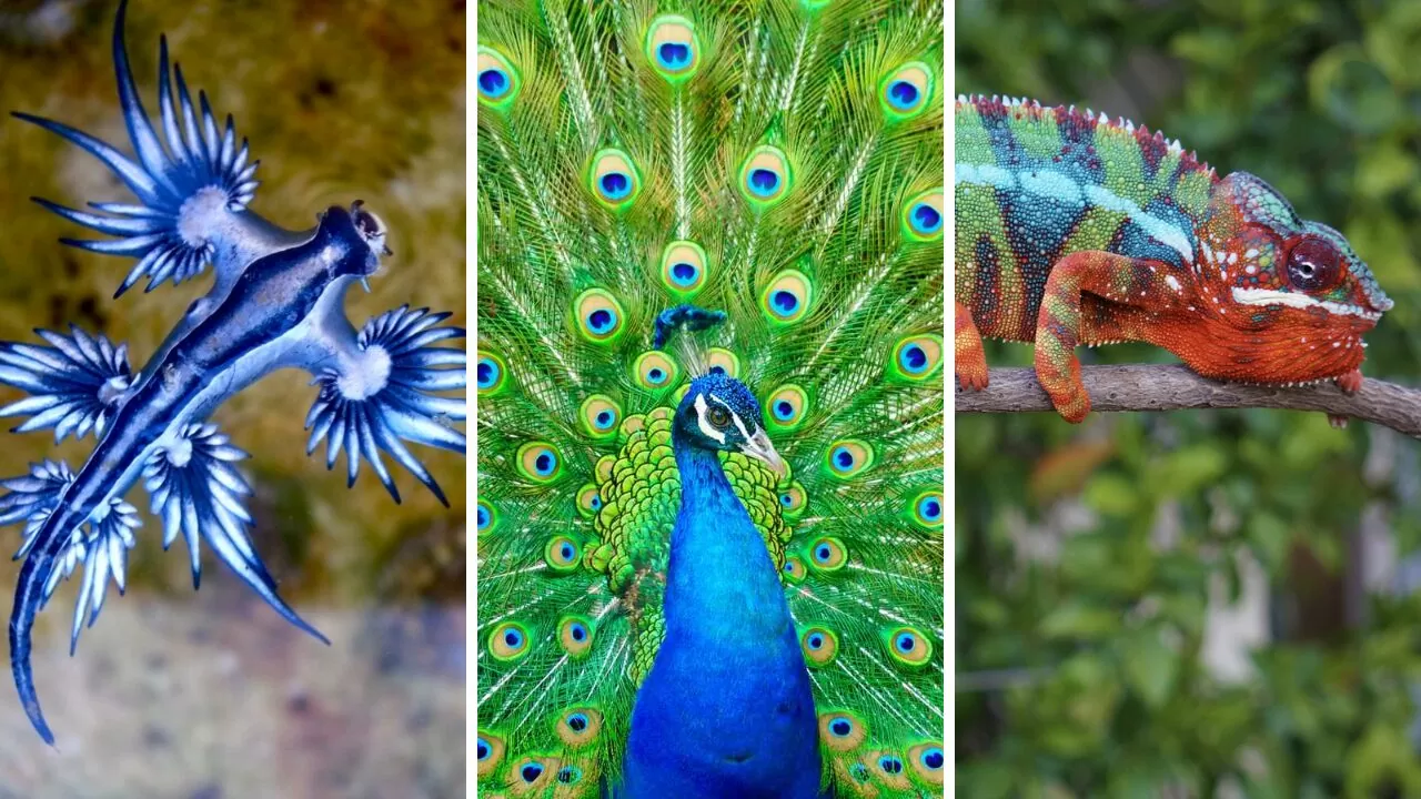 You are currently viewing 10 Beautiful Animals You Need to See: Beauty Beyond Words