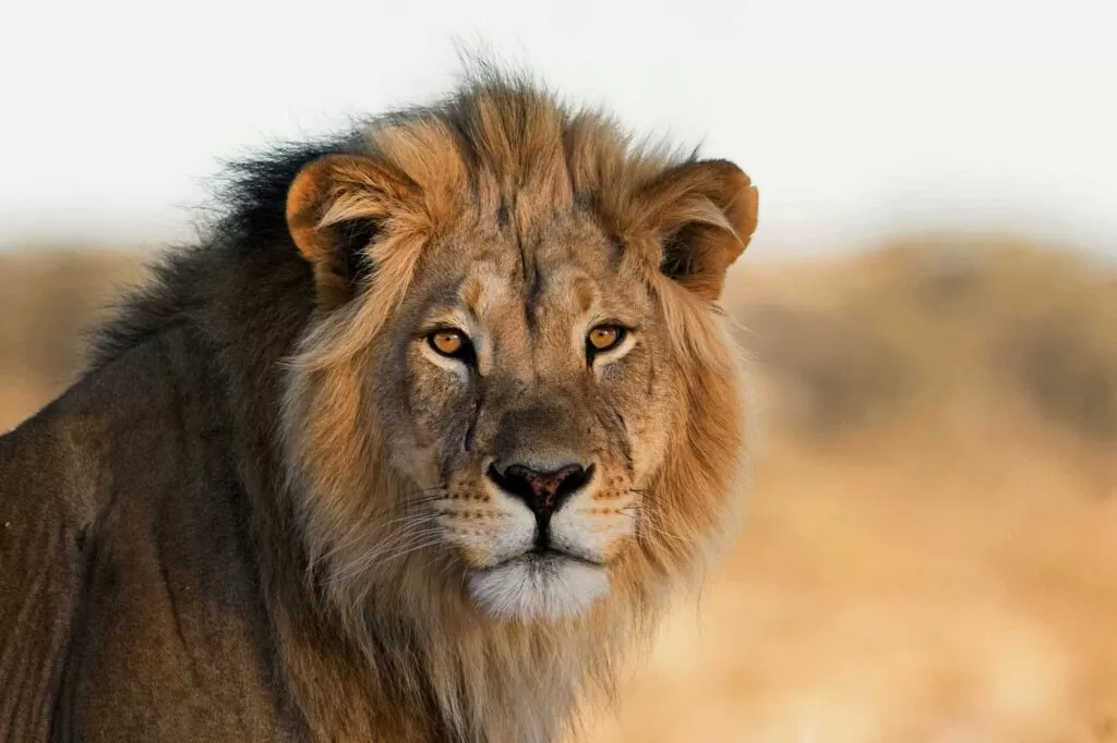 african lion panthera leo closeup 1024x682 1