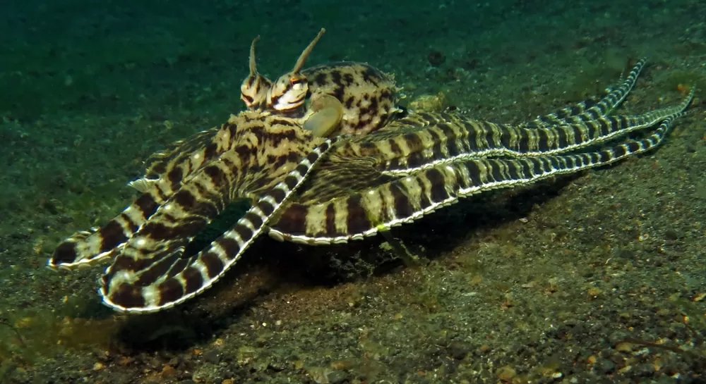 mimic octopus what do they eat 0922